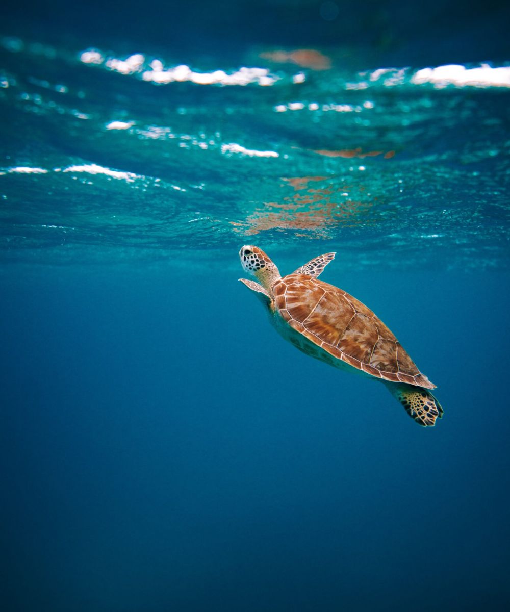 turtle swimming to the water's surface