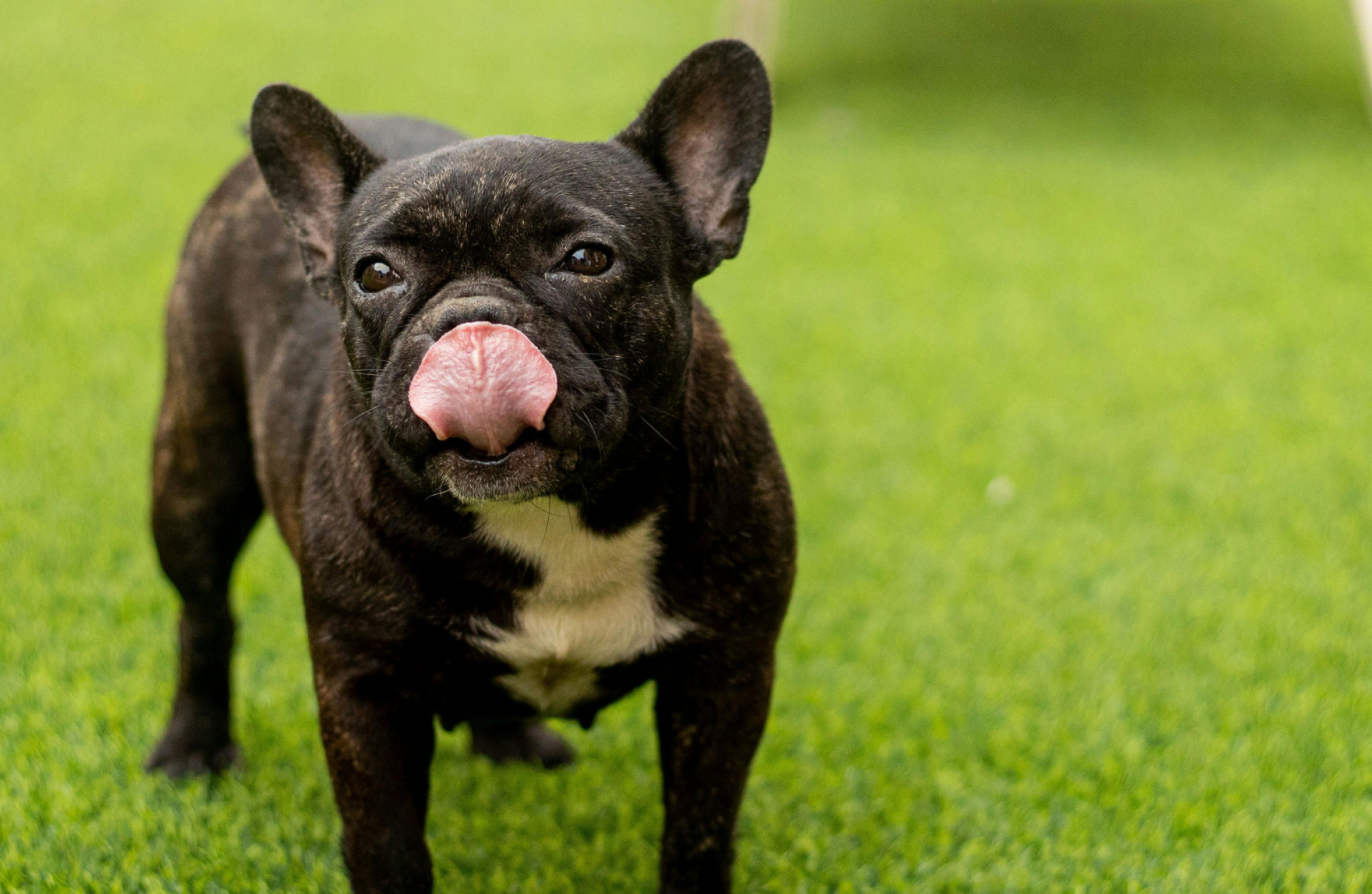 Two Dedicated Dog Parks Complete with Splash Pads