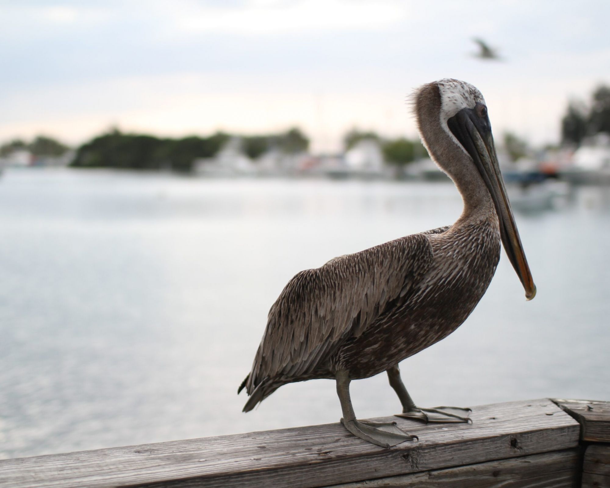 pelican sitting on top of boardwalk fencing